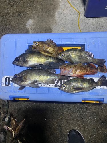 メバルの釣果
