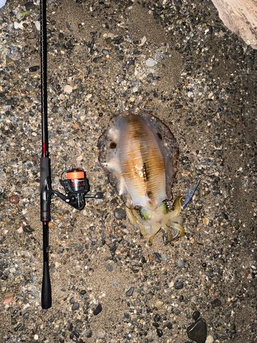 アオリイカの釣果