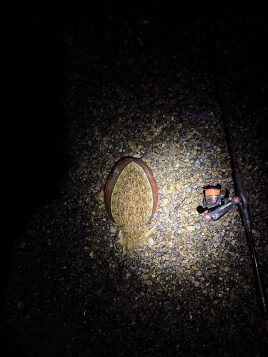 コウイカの釣果