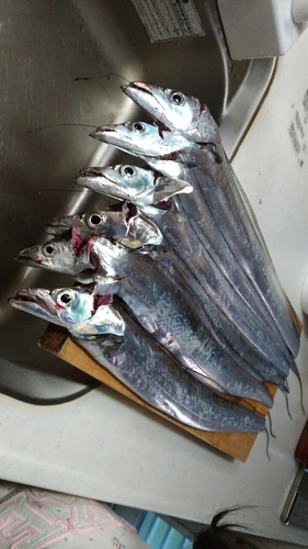 タチウオの釣果