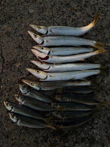 内浦湾（鴨川）