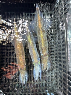 ヤリイカの釣果