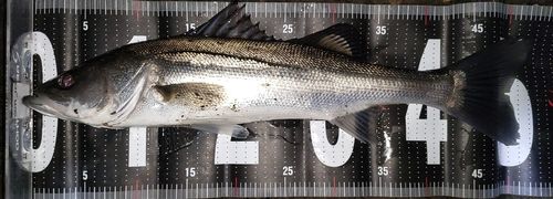 フッコ（マルスズキ）の釣果