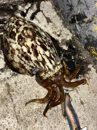 コウイカの釣果
