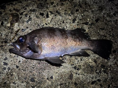 メバルの釣果