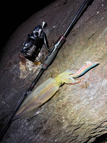 ヤリイカの釣果