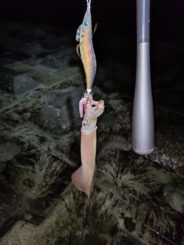 ヤリイカの釣果