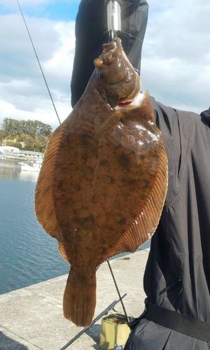 カレイの釣果