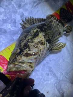 ベッコウゾイの釣果