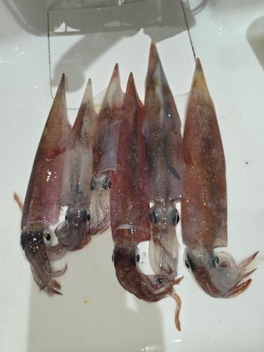 ヤリイカの釣果