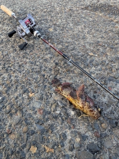 ヨロイメバルの釣果