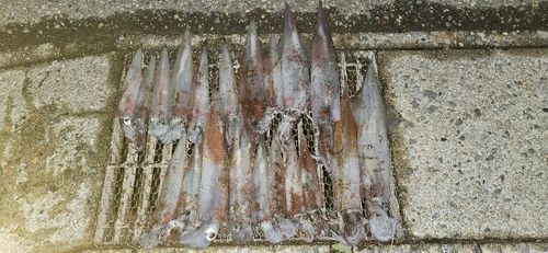 ヤリイカの釣果