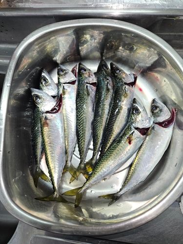 サバの釣果