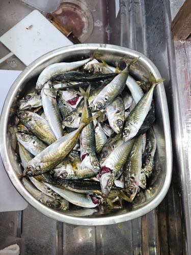 サバの釣果
