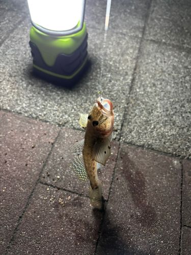 豊洲ぐるり公園