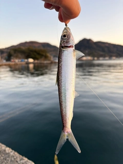 ウルメイワシの釣果