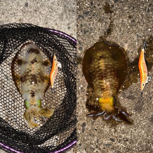 アオリイカの釣果