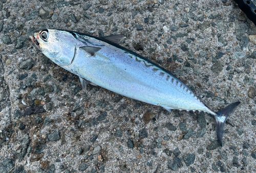 マルソウダの釣果