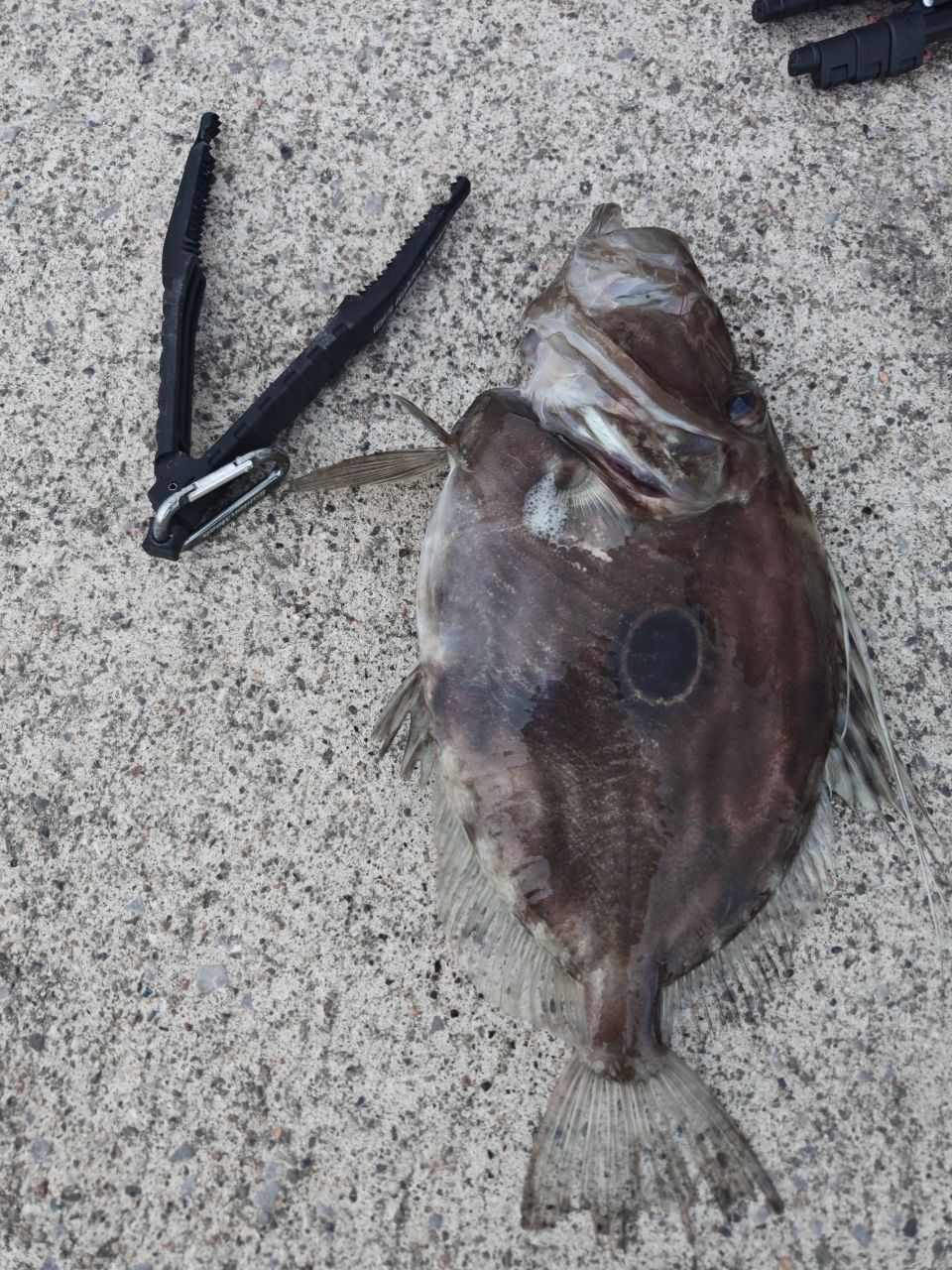 モンガラカワハギ