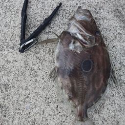 モンガラカワハギ