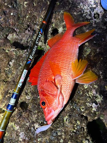 トガリエビスの釣果