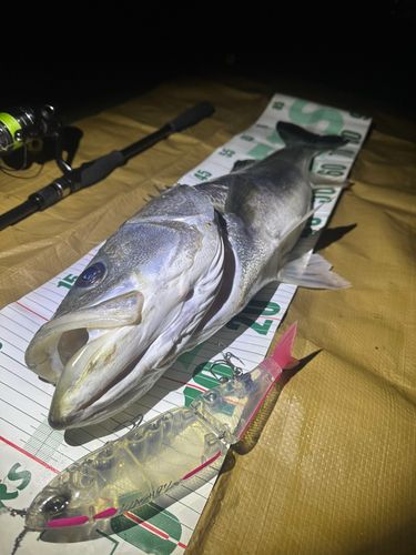 シーバスの釣果