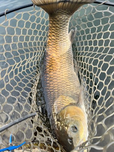 ソウギョの釣果