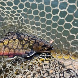 ブルックトラウト