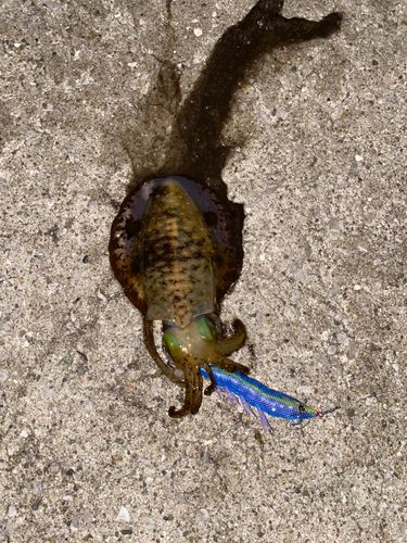 アオリイカの釣果