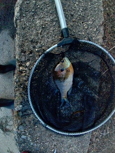 ブルーギルの釣果