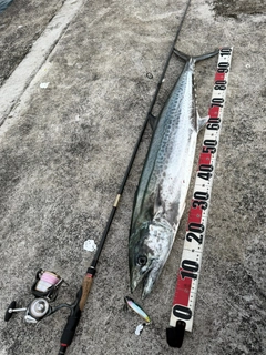 サワラの釣果