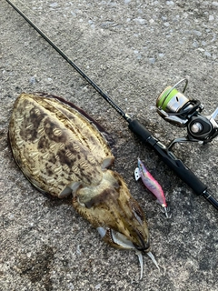モンゴウイカの釣果