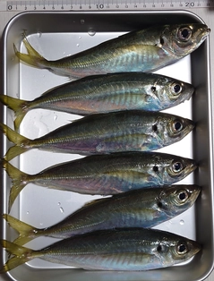 釣果