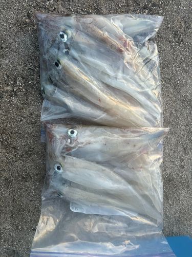 ヤリイカの釣果