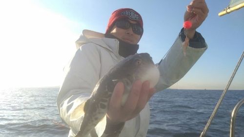 トラフグの釣果