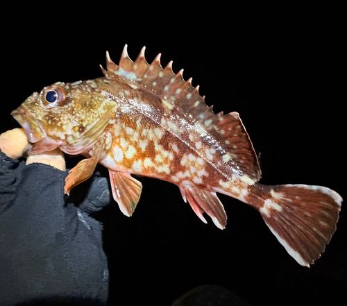 ヤリイカの釣果