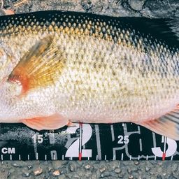 ラージマウスバス