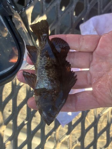 磯子海づり施設