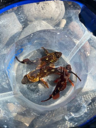 イソカサゴの釣果