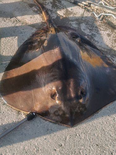 アカエイの釣果