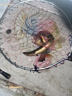 ウナギの釣果