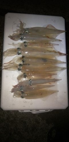 ヤリイカの釣果