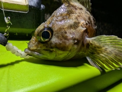 ムラソイの釣果