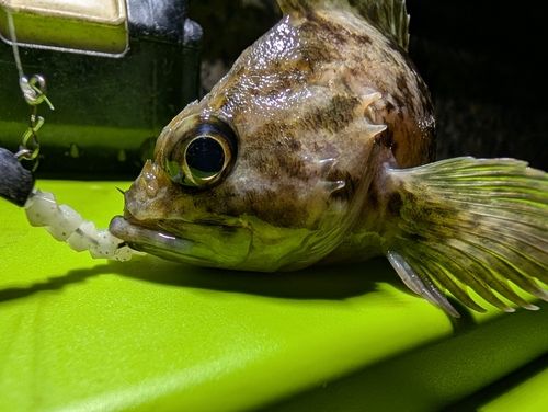 ムラソイの釣果