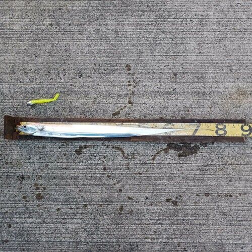 タチウオの釣果