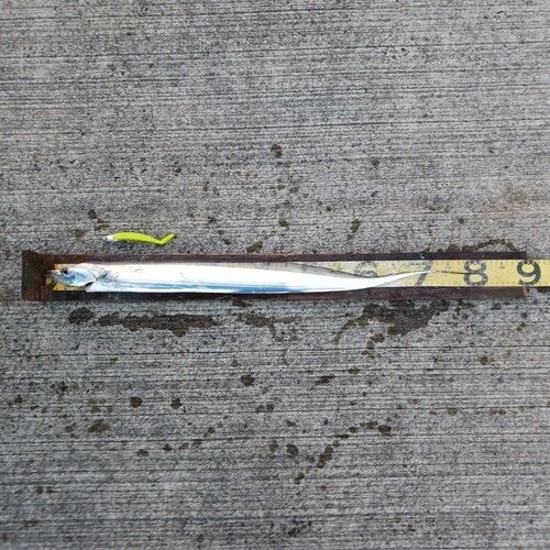 タチウオの釣果