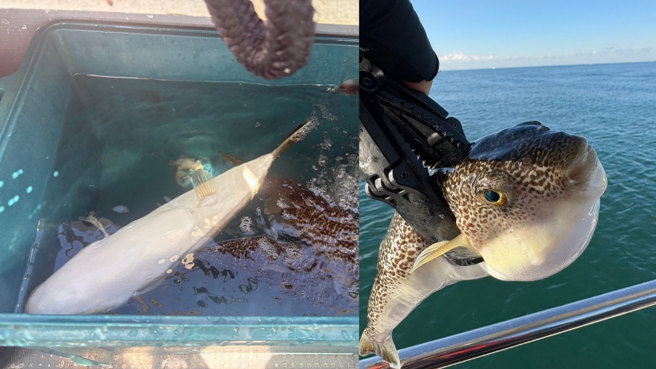 ショウサイフグ