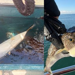 ショウサイフグ