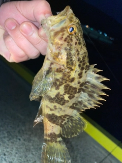 タケノコメバルの釣果