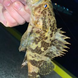 タケノコメバル